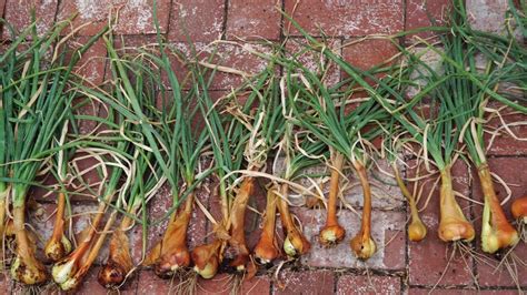 Growing Shallots in Containers