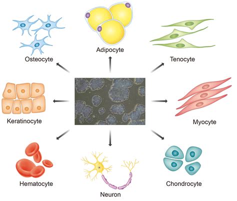 Cells | Free Full-Text | Application of Induced Pluripotent Stem Cells ...