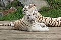 Category:White tiger cubs - Wikimedia Commons