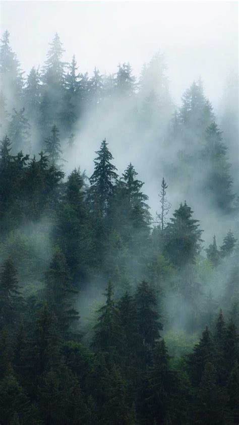 Foggy Forest Wallpaper Discover more Fog Forest, Foggy Forest, Forest ...