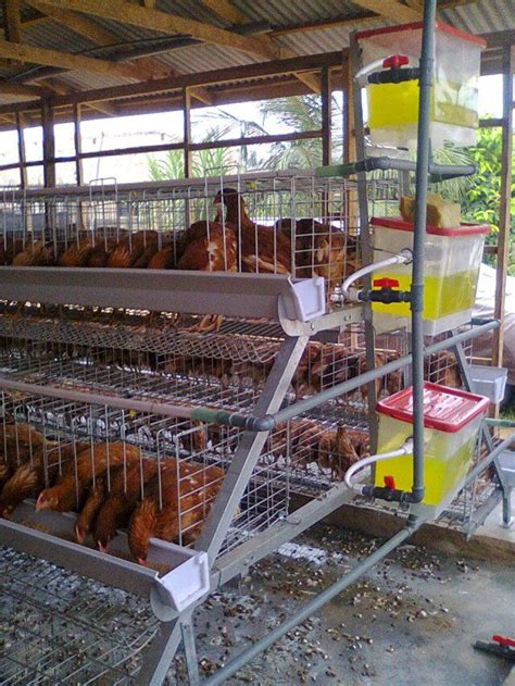 Breeding Advantage of Chicken Cage