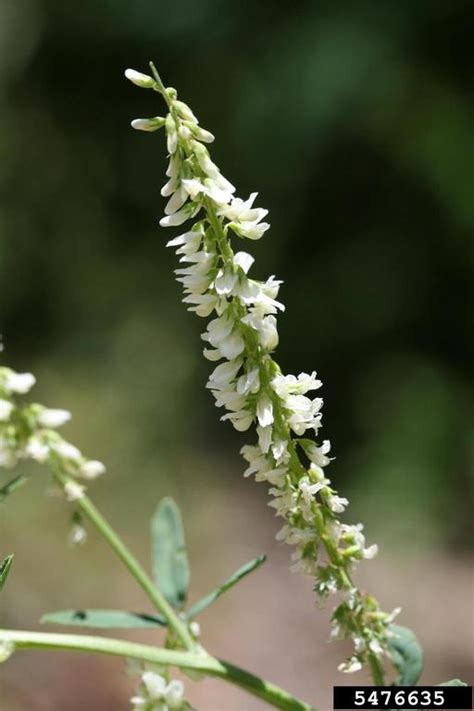 White Sweet Clover - Ontario Invasive Plant Council