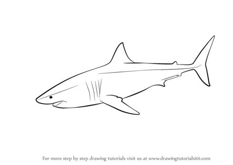 Learn How to Draw a Great White Shark (Fishes) Step by Step : Drawing ...