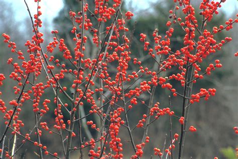 Ilex verticillata (common winterberry): Go Botany