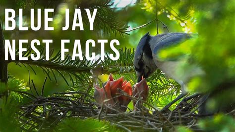 Blue Jay Nest Facts - YouTube