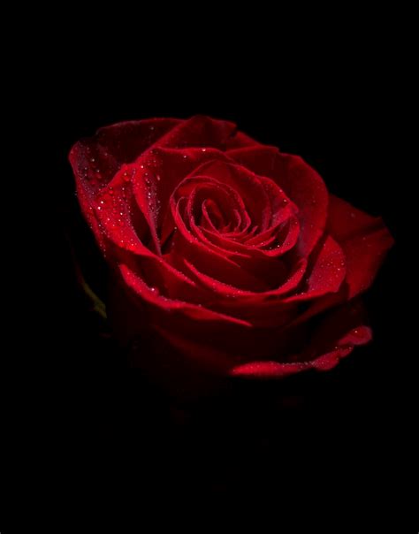 Beautiful Rose Flowers, Romantic Roses, Red Flowers, Red Roses, Gifs, Rose Family, Heart Sign ...