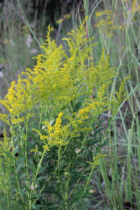 Ragweed - Identifying Ragweed vs. Goldenrod - Momcrieff