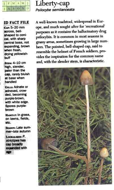 Psilocybe semilanceata (Liberty Caps) for New Hunters - Mushroom ...