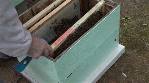 Beekeeping For Beginners - How To Prepare Your Hive For Spring Honey ...