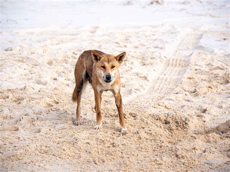 Conservation, adventure and wildlife? Fraser Island is in a league of its own | Adventure.com