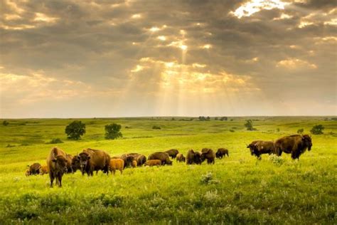 Steppe Biome Animals and Plants - Flora and Fauna of Steppes