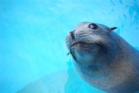 Free Images : beach, sea, animal, cute, wildlife, fauna, seals ...