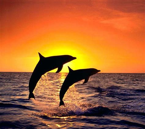 Pin on Dauphins | Dolphins, Beautiful beach sunset, Animals