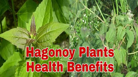 Hagonoy Plant: Health Benefits; Halamang Gamot; Philippines - YouTube