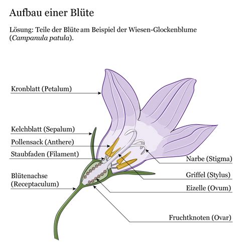 Anatomy of a flower – Markus Ruchter illustration