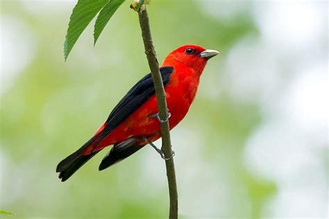 Where Red Birds Get Their Vibrant Hues | Smart News | Smithsonian Magazine