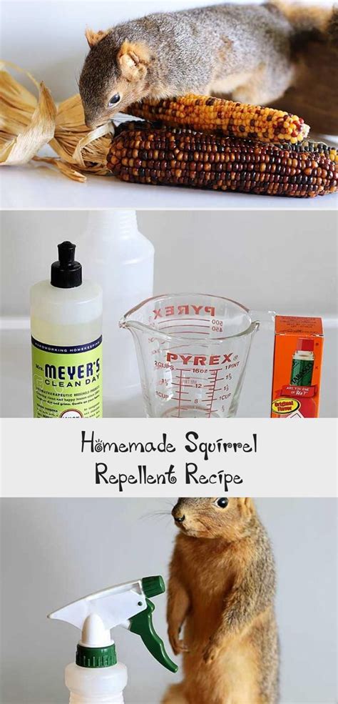 Homemade Squirrel Repellent Recipe - Decor Dıy | Homemade, Suet cakes ...