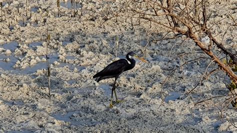 A photo tour of Abu Dhabi’s peaceful Jubail mangroves | CNN