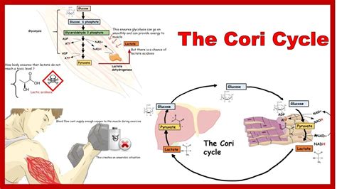 cori cycle and its physiological significance - YouTube