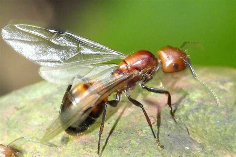 Are flying ants swarming around your house? This is how to get rid of them