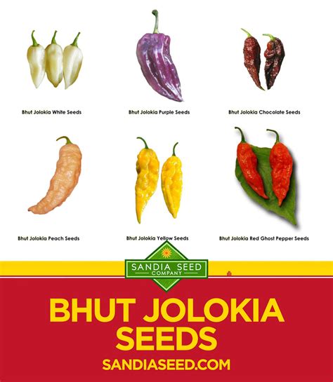 Bhut Jolokia Seeds – Sandia Seed Company