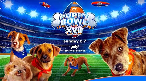 Puppy Bowl 2021 winner recap: Underdogs of Team Ruff were very good boys | Sassy Wire