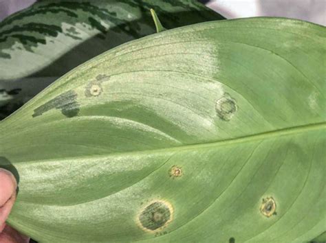 How to treat Bacterial & Fungal leaf spot