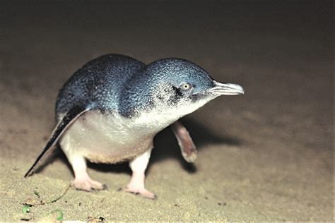 Little or Blue penguin - West Coast Penguin Trust