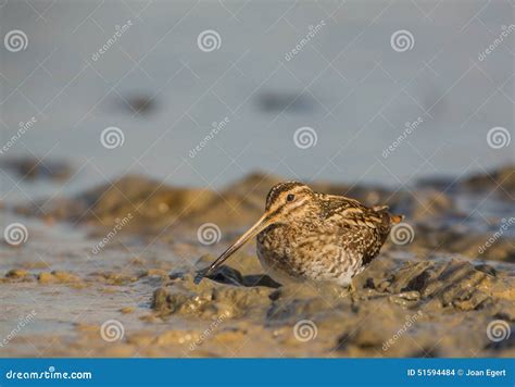 Snipe bird stock photo. Image of shore, details, muddy - 51594484