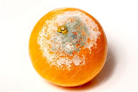 Premium Photo | Rotten orange on the white background