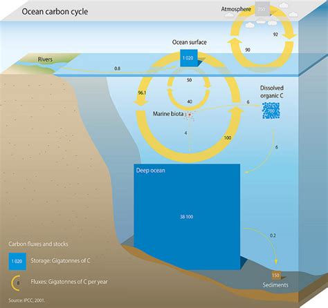 Oceanic carbon cycle - Wikipedia