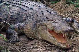 sepik river crocodiles - Google Search in 2020 | Saltwater crocodile ...