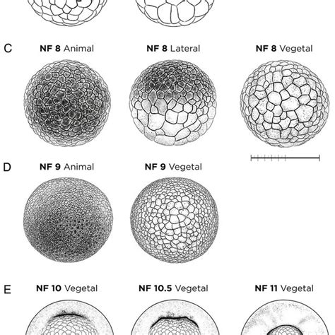 X. laevis embryos during gut-coiling stages, NF stages 41-46, in... | Download Scientific Diagram