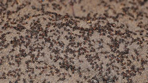 Thousands of Ants Trapped in Polish Nuclear Bunker Turn to Cannibalism to Survive | Live Science