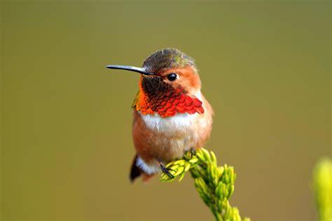 Male Allen's hummingbird : r/AnimalPorn