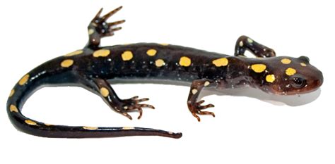 Salamander Transparent PNG | PNG Mart