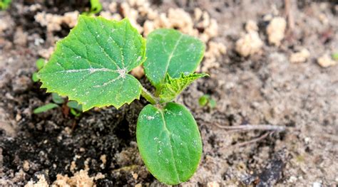 How Do Cucumbers Grow? Exploring the Growth Stages of Cucumber Plants - Ames Farm Center