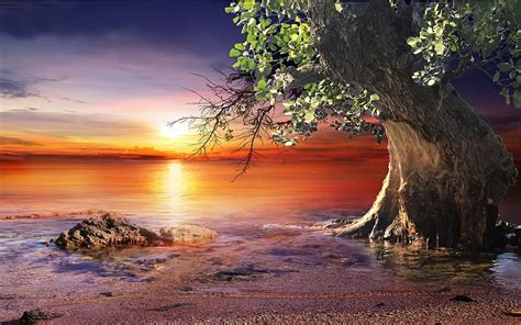 Online crop | tall tree on seashore digital wallpaper, nature, landscape, sunset, beach HD ...