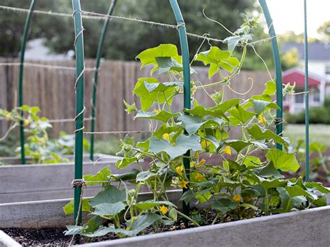 Can You Plant A Seed From A Cucumber? Gardening Tips And Tricks