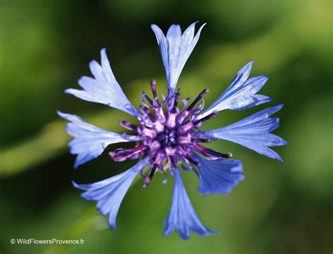 Centaurea montana - wild in Provence