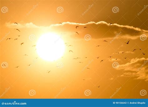 A flock of birds at sunset stock photo. Image of geese - 90156642