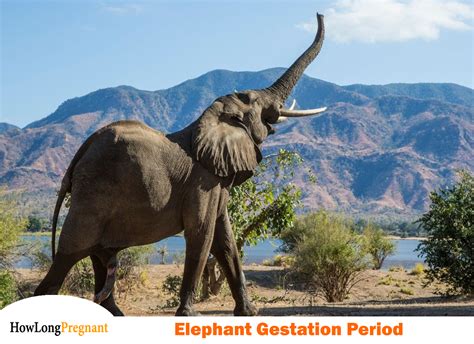 Elephants Gestation Period, Pregnancy Length & Facts