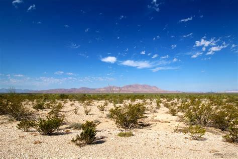 Texas Chihuahuan Desert Animals - Pets Lovers