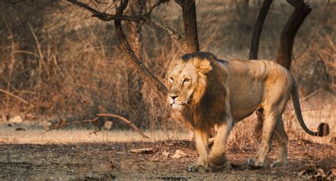 Take A Safari In India's Gir National Park & See The World's Last Asiatic Lions