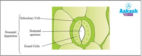 Epidermal Tissue System: Functions, Components & Structure | AESL