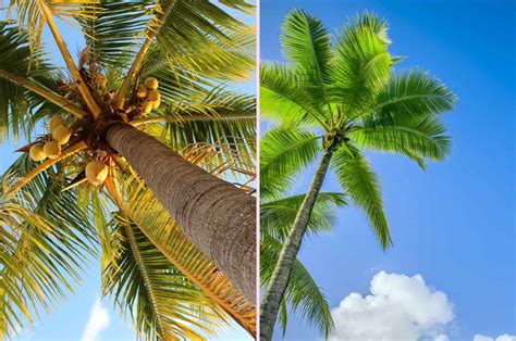 10 Ways To Distinguish Between Coconut Tree vs Palm Tree