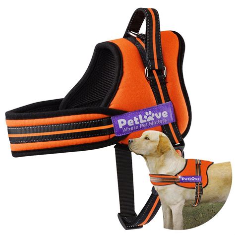 The 8 Best Dog Harnesses for Hiking of 2022