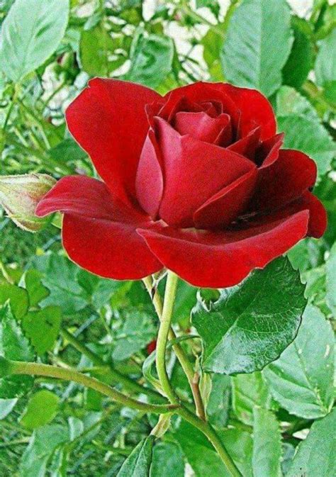 Imágenes de ROSAS las más Hermosas Flores