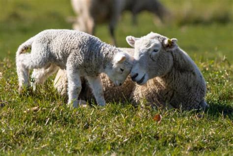 How to Help Your Ewes Bond with Their Lambs Effectively