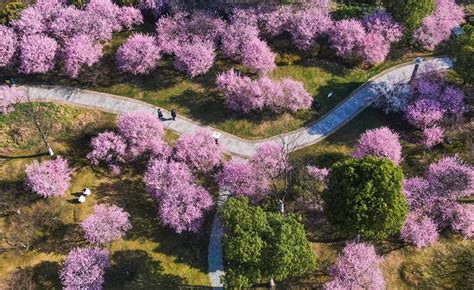 江苏句容：三月芳菲看不尽 花开正艳美人梅_我苏网